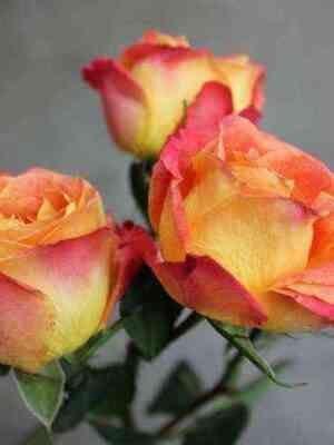 Фиеста Баблс (Fiesta Bubbles)