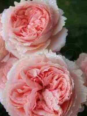 filing-feeling_optimized.jpg Филинг (Feeling)