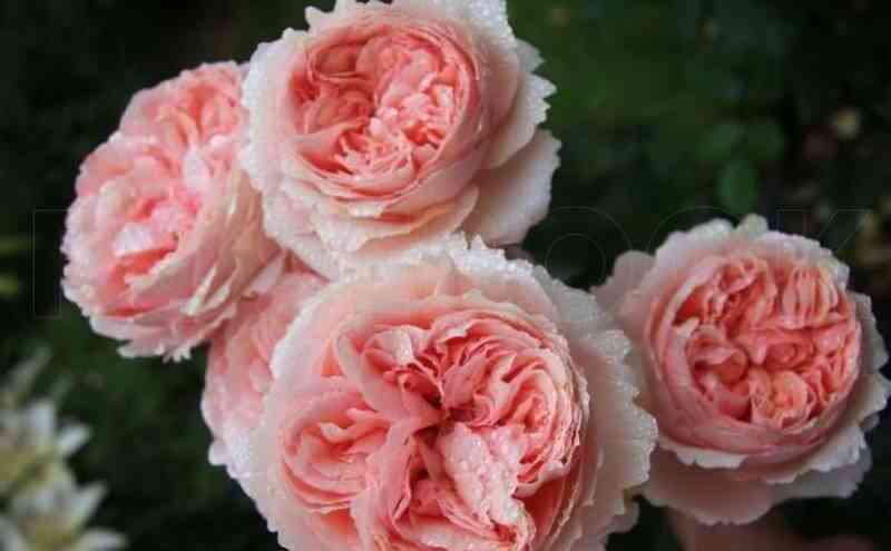 filing-feeling_optimized.jpg Филинг (Feeling)