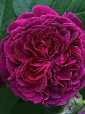 fisherman.jpg Фишерман Френд (Fisherman’s Friend)