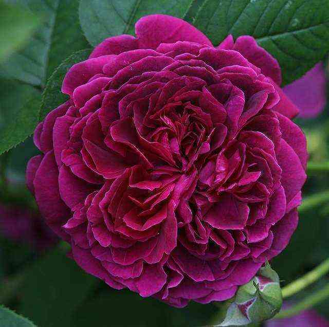 fisherman.jpg Фишерман Френд (Fisherman’s Friend)