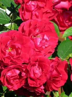 flamentanc.jpg Фламентац (Flammentanz)