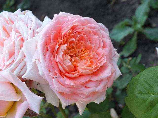 Флёр ан Сэн (Fleurs en Seine)