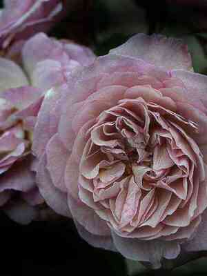 florans_delatr.jpg Флоранс Делатр (Florence Delattre)