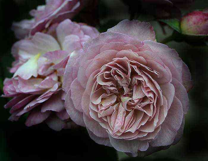 Флоранс Делатр (Florence Delattre)