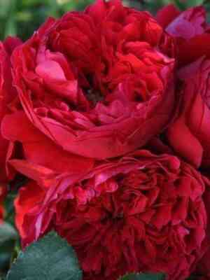 florentina.jpg Флорентина (Florentina)