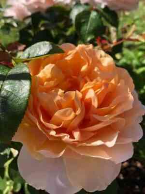 Флориана (Floriana)