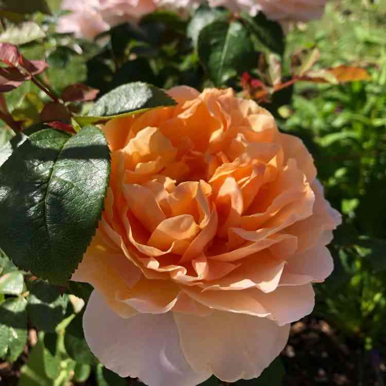 Флориана (Floriana)