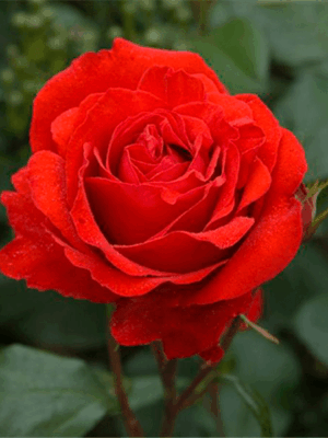 Флуоресцент (Fluorescent)