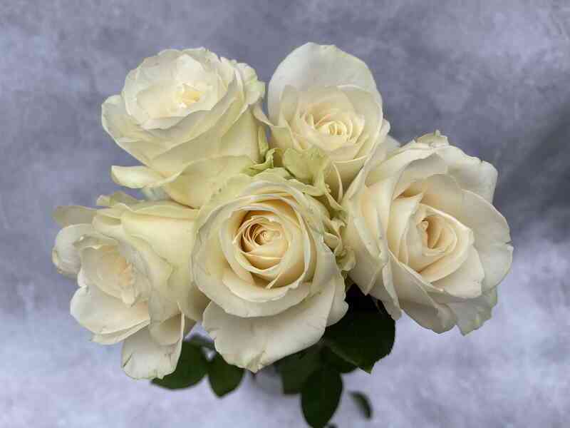 Фо Сизонс (Four Seasons)