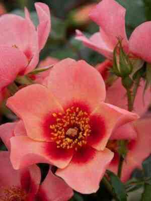 fo_yu_ajs_onli_for_your_eyes_only.jpg Фо Ю Айс Онли (For Your Eyes Only)