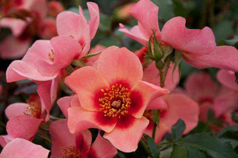 fo_yu_ajs_onli_for_your_eyes_only.jpg Фо Ю Айс Онли (For Your Eyes Only)