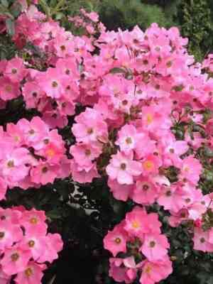 Фортуна (Fortuna)