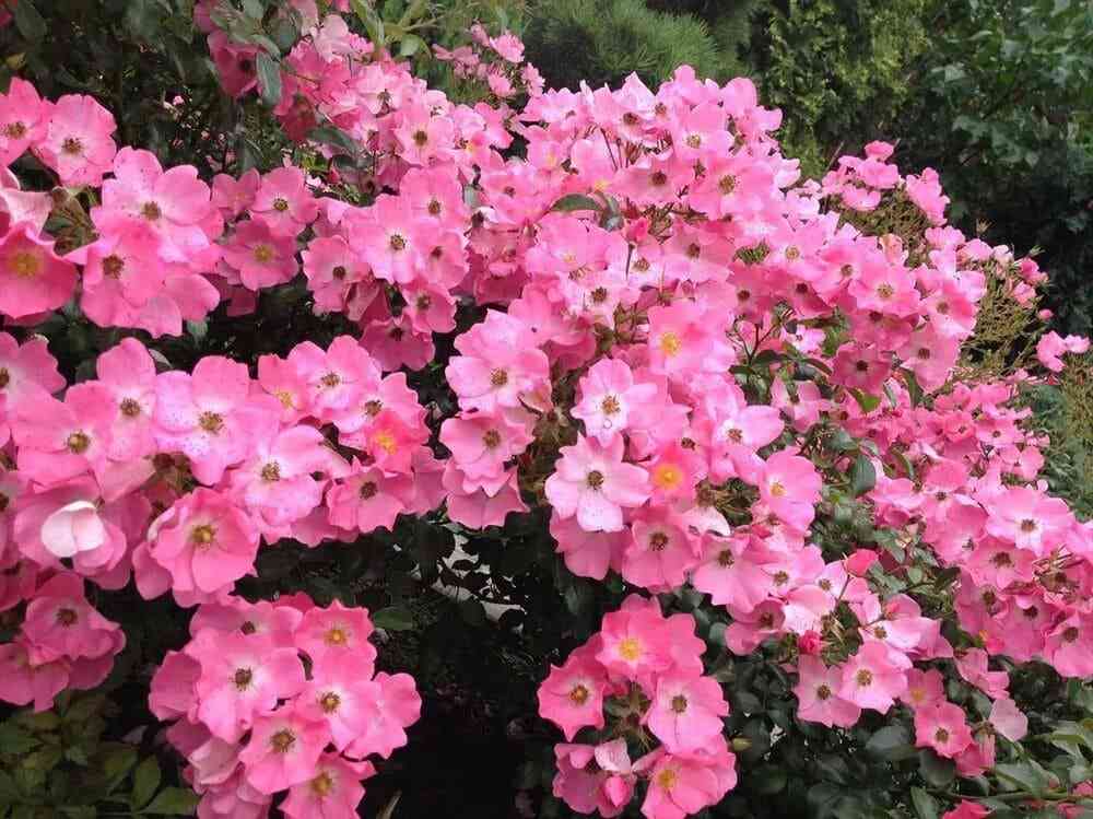 fortuna.jpeg Фортуна (Fortuna)