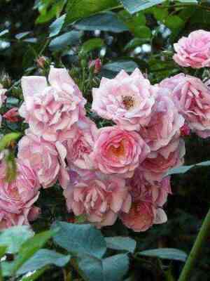 fragecajhen1.jpg Фрагецайхен (Fragezeichen)