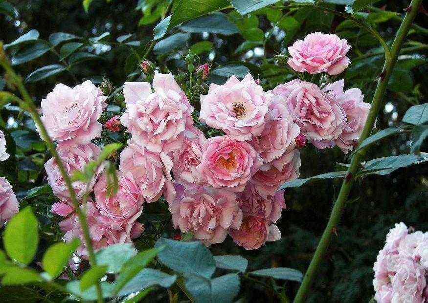 Фрагецайхен (Fragezeichen)