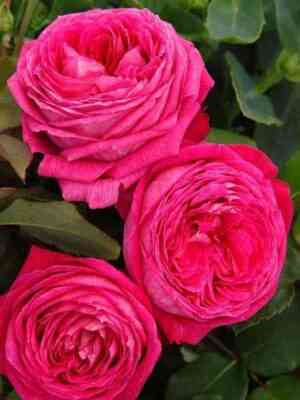 Фрайфрау Каролина (Freifrau Caroline)