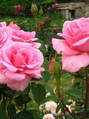 frederik_minstral.jpg Фредерик Мистраль (Frederic Mistral)