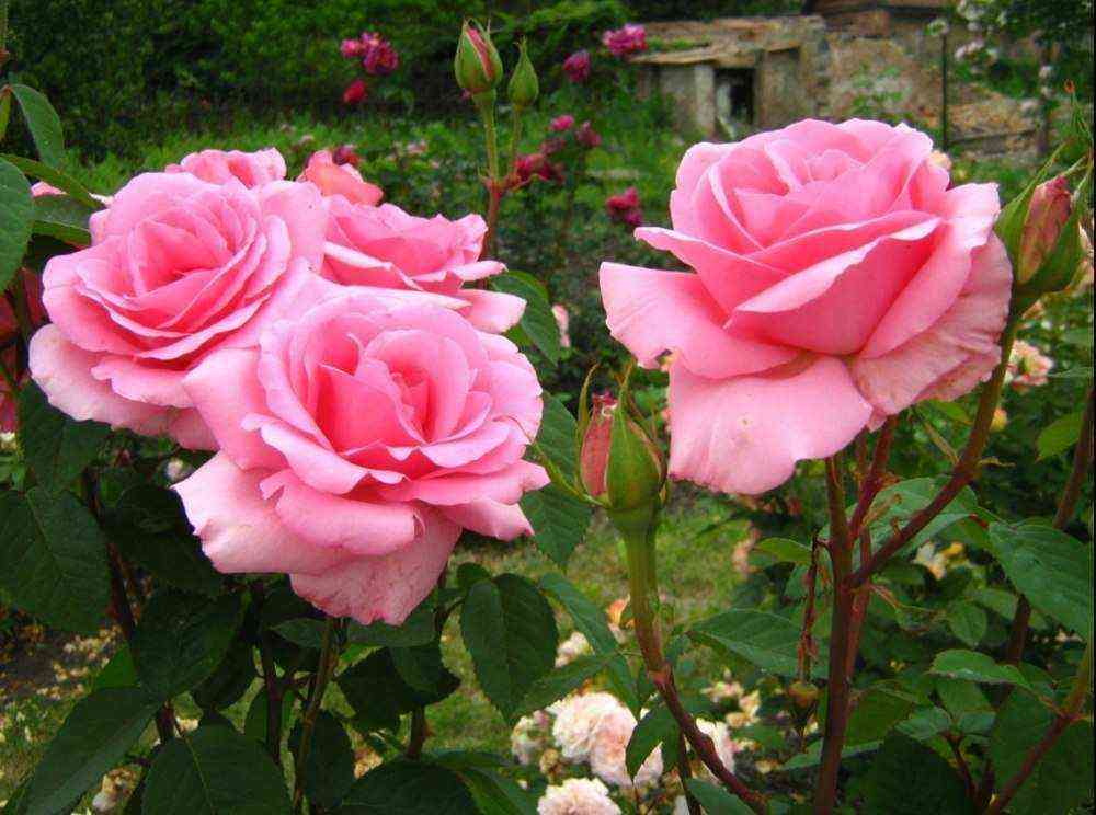 Фредерик Мистраль (Frederic Mistral)