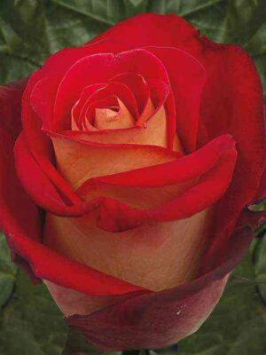 frend_shit.jpg Френдшип (Friendship)