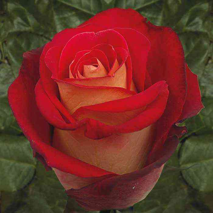 Френдшип (Friendship)