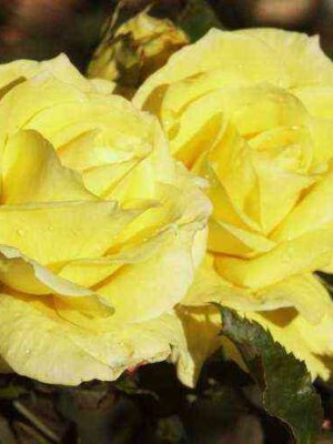 Фрезия (Friesia)