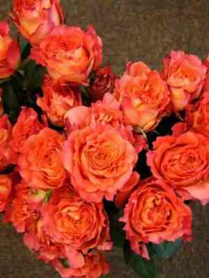 fri-spirit-free-spirit_optimized.jpg Фри Спирит (Free Spirit)