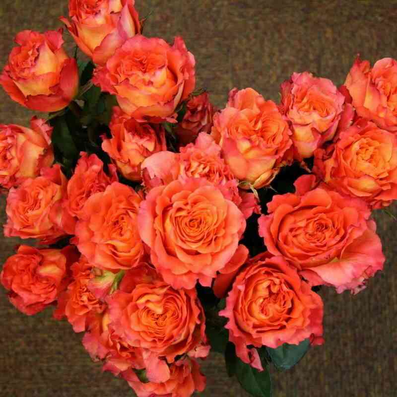 Фри Спирит (Free Spirit)