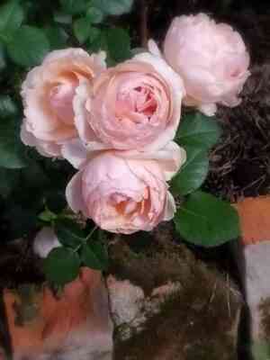 fridrih-hrizender.jpg Фридрих Хризандер (Friedrich Chrysander)