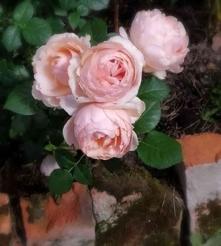 fridrih-hrizender.jpg Фридрих Хризандер (Friedrich Chrysander)