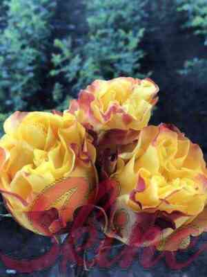 frispirit_freespirit.jpg Фри Спирит (Free Spirit)