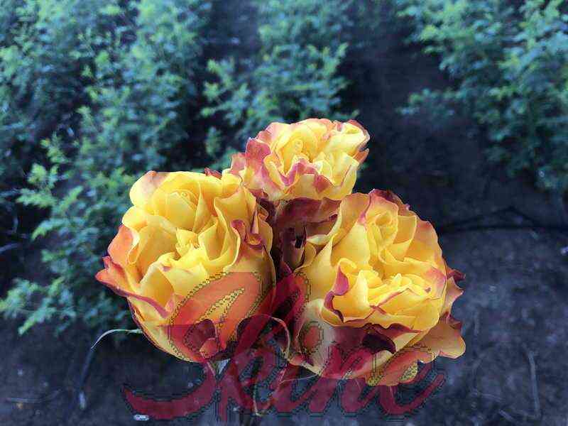 Фри Спирит (Free Spirit)