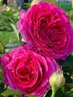 Фройлен Мария (Fraulein Maria)