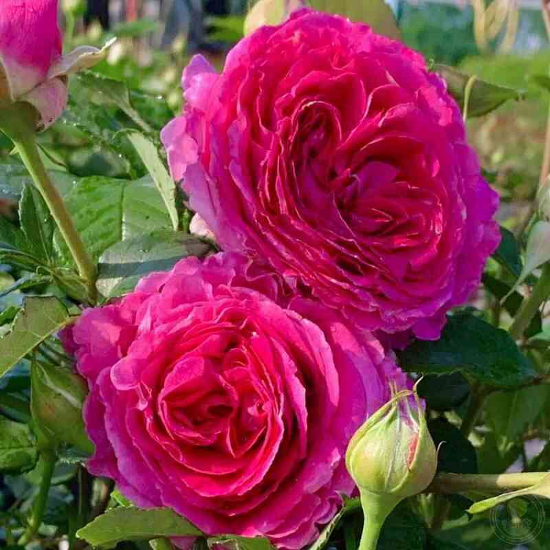 frojlen-mariya-fraulein-maria_optimized.jpg Фройлен Мария (Fraulein Maria)