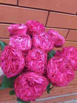 frozen_sammerhaus.jpg Фрозен Саммерхаус (Frozen Summerhouse)