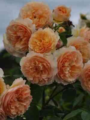 frufrunta-zhaki.jpg Фруфрутант Жаки (Froufroutante Jackie)