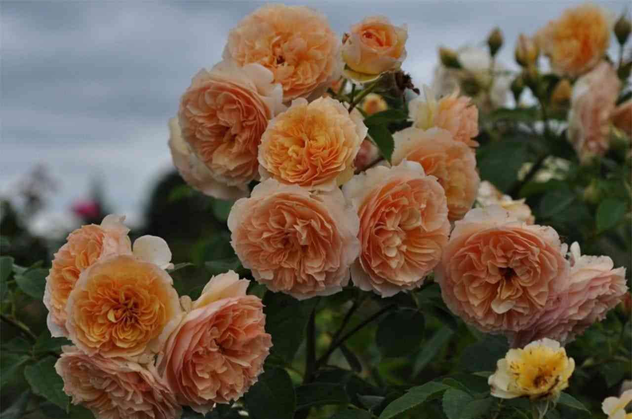 frufrunta-zhaki.jpg Фруфрутант Жаки (Froufroutante Jackie)