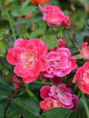 fuksiya_mejyandekor_fuchsia_meillandecor.jpg Фуксия Мейяндекор (Fuchsia Meillandecor)