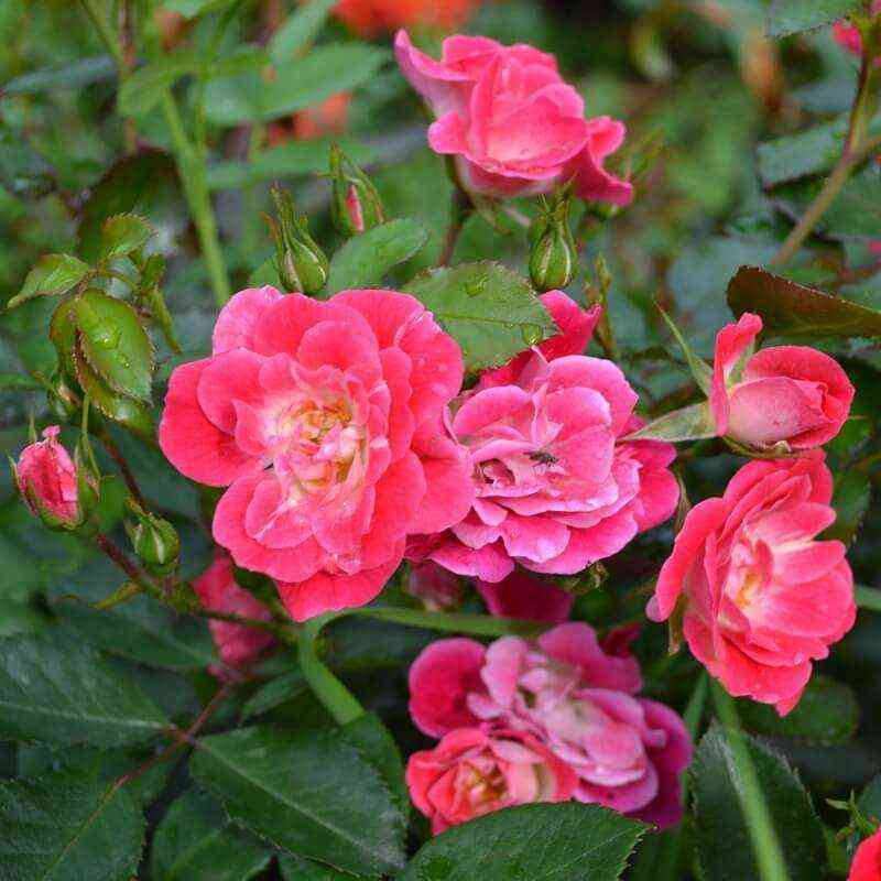 Фуксия Мейяндекор (Fuchsia Meillandecor)