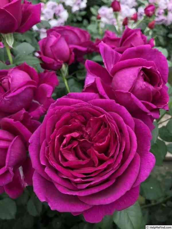 Фюр Элизе (Fur Elise)