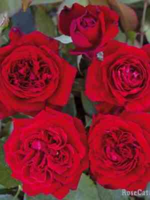 gabriel-dannnunczio-gabriele-d-annunzio_optimized.jpg Габриэль д`Анннунцио (Gabriele d’ Annunzio)