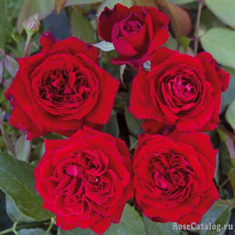 gabriel-dannnunczio-gabriele-d-annunzio_optimized.jpg Габриэль д`Анннунцио (Gabriele d’ Annunzio)