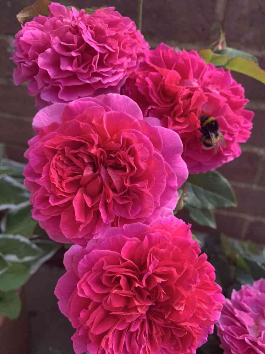 gabriel-ouk.jpg Габриэль Оук (Gabriel Oak)