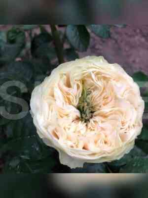 gajd_park.jpg Гайд Парк (Hyde Park)