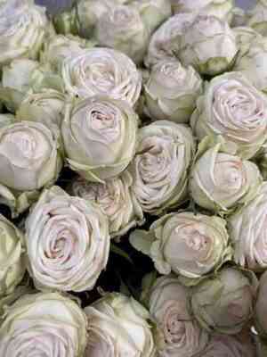 galina.jpg Галина (Galina)