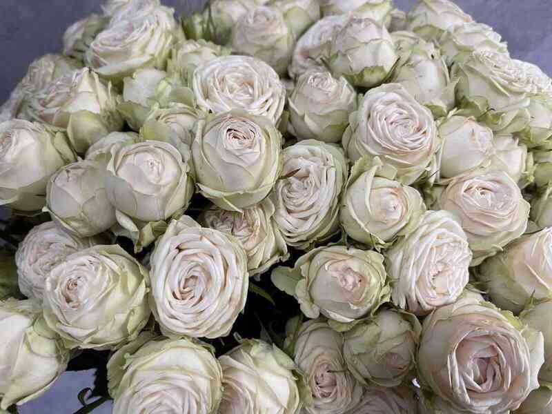 Галина (Galina)