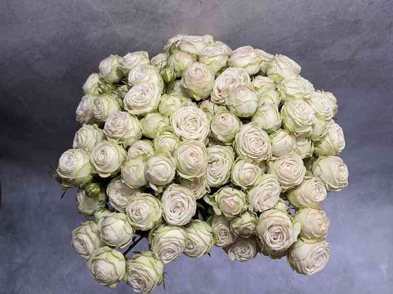 Галина (Galina)