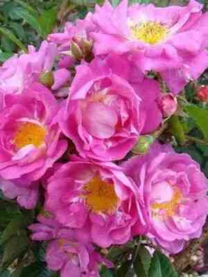 Гарден оф Хекс ( Garden of Hex)