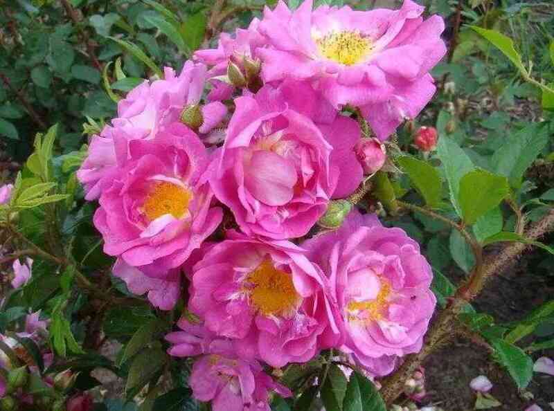 garden-of-heks.jpg Гарден оф Хекс ( Garden of Hex)