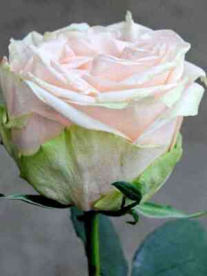 Гарден Спирит (Garden Spirit)